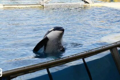 Un autre orque du Marineland décède