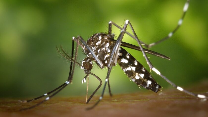 Sri Lanka : augmentation des cas de dengue